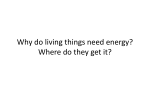 Why do living things needs energy? Where do they get it?
