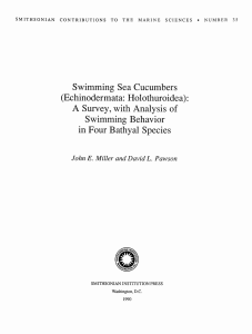 Swimming Sea Cucumbers