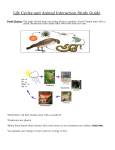 Food Chain Study Guide