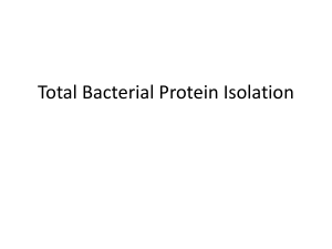 Total Bacterial Protein Isolation