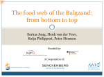 The food web of the Balgzand: from bottom to top