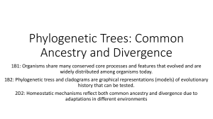 Phylogenetic Trees: Common Ancestry and Divergence