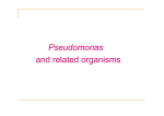 Pseudomonas and related organisms