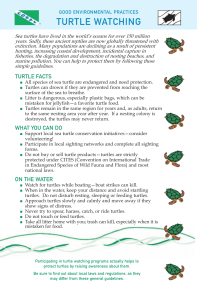 turtle watching guidelines