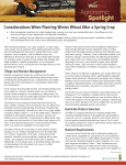 Considerations When Planting Winter Wheat After a Spring Crop