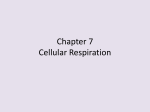 Chapter 7 Cellular Respiration