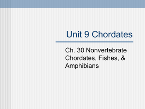 Unit 9 Chordates - Jamestown Public Schools