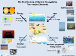 The Functioning of Marine Ecosystems Four major Elements