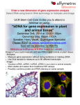 “bDNA for gene expression in plant and animal tissue”