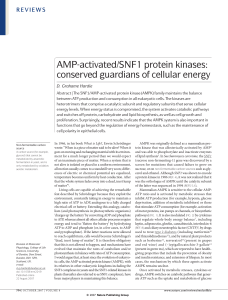 AMP-activated/SNF1 protein kinases: conserved guardians of