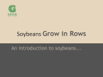 Soybeans Grow in Rows