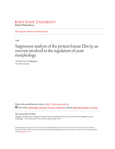 Suppressor analysis of the protein kinase Elm1p, an enzyme