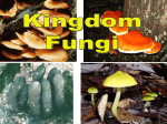 Fungi Structure