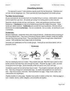 Lesson 8 Classifying Animals pg. 46-49