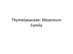Thymelaeaceae: Mezereum Family