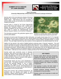 summer patch disease of lawn grasses