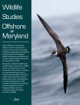 Wildlife Studies Offshore Maryland