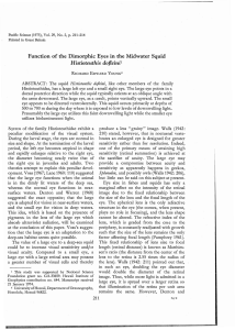 Function of the Dimorphic Eyes in the Midwater Squid Histioteuthis