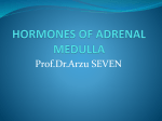 adrenal medulla ingilizce3.8 MB