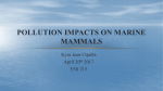 Pollution Impacts on Marine Mammals