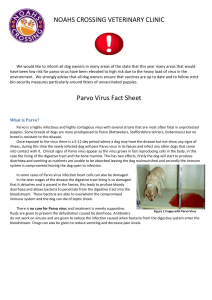 What to do if you suspect Parvo virus infection.
