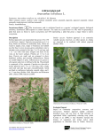 redroot pigweed Amaranthus retroflexus L.