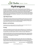 Hydrangeas - Hunters Garden Centre