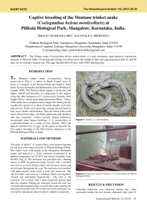 Captive breeding of the Montane trinket snake (Coelognathus