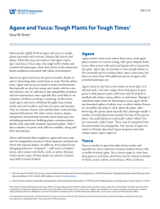 Agave and Yucca: Tough Plants for Tough Times1