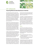 Assaying Mitochondrial Membrane Potential