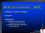 Chapter 4: Energy and Cellular Metabolism, Part 2