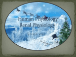 Human Physiology Respiratory System