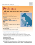 Pythiosis