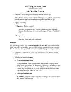 Mice Breeding Protocol - Universidad Central del Caribe