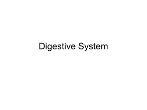 Digestive System - Blue Valley Schools