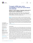 Transgenic shRNA pigs reduce susceptibility to foot and mouth