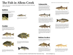 Fish in Allens Creek