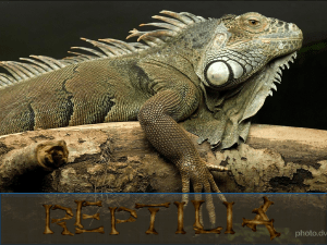 reptilia