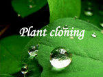 Plant cloning - GryphonScience