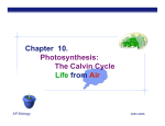 Chapter 10. Photosynthesis: The Calvin Cycle Life