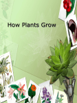 P2 Plants