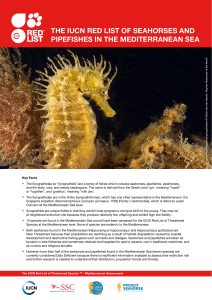 the iucn red list of seahorses and pipefishes