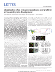 Visualization of an endogenous retinoic acid gradient across