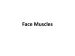 Face Muscles - Waterford Public Schools