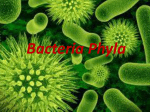 Bacteria Phyla