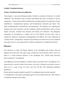 fusobacter