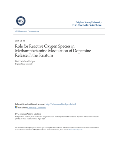 Role for Reactive Oxygen Species in Methamphetamine Modulation
