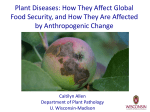 Plant Diseases: How They Affect Global Food Security, and How