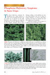 Phosphorus Deficiency Symptoms in Some Crops