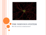 Respiratory and Nervous Systems